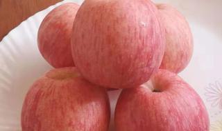 红富士苹果树生长周期